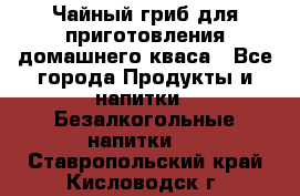Чайный гриб для приготовления домашнего кваса - Все города Продукты и напитки » Безалкогольные напитки   . Ставропольский край,Кисловодск г.